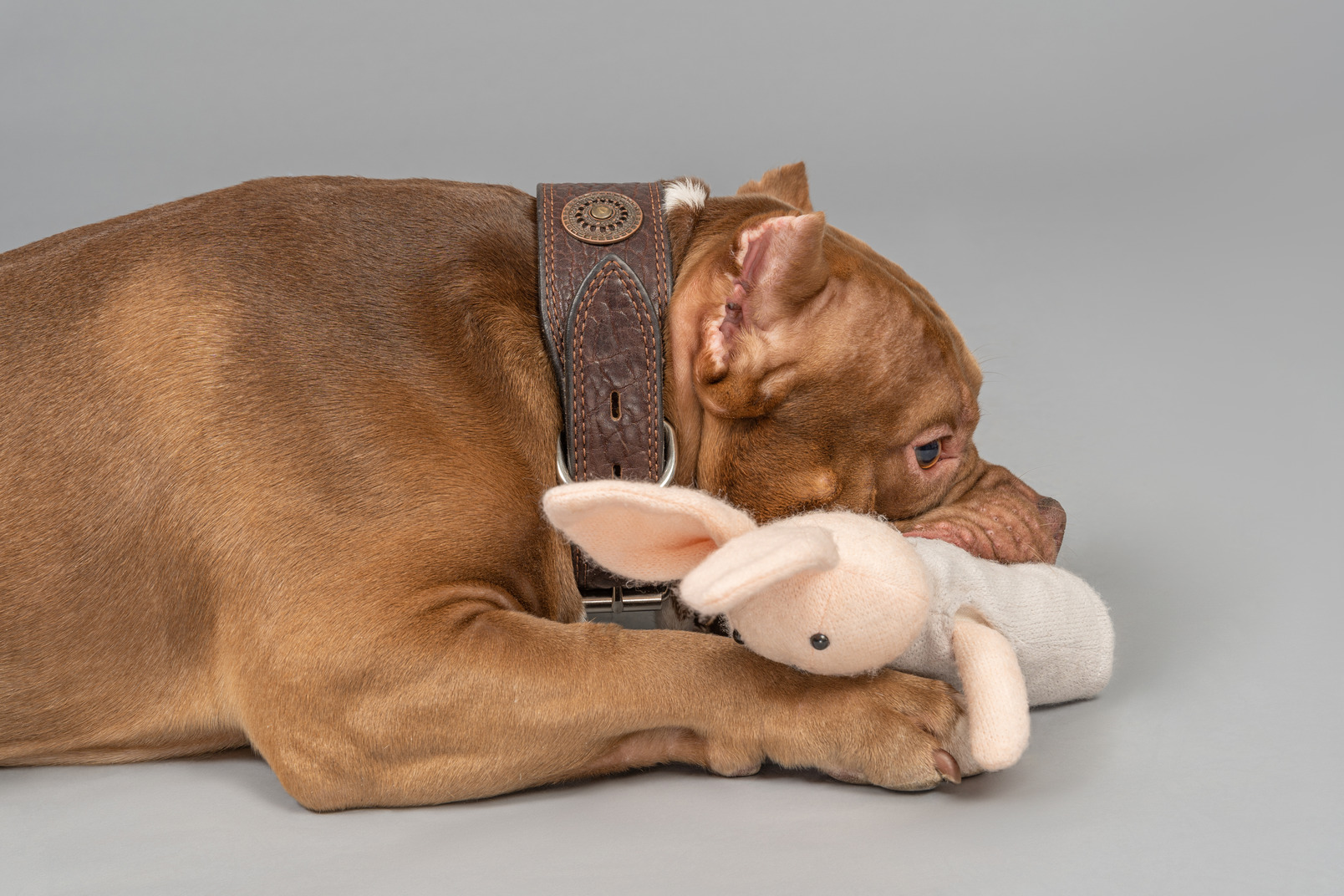 A dog is playing with a toy bunny