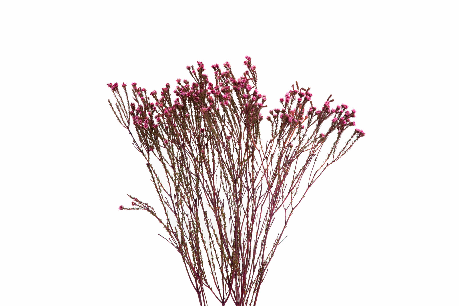 Red dried flowers