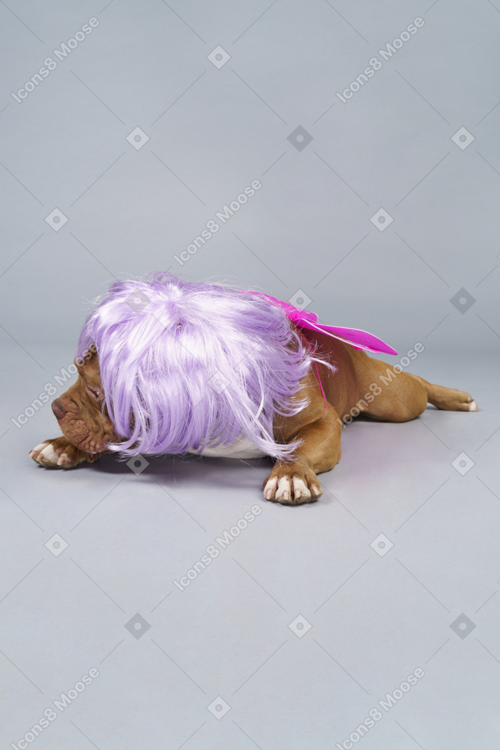 Vista frontal de uma fada de cachorro cansada com peruca roxa deitada e olhando para o lado