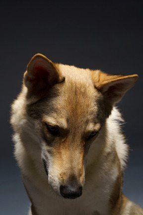 Close-up de um cachorro parecido com um lobo olhando para baixo