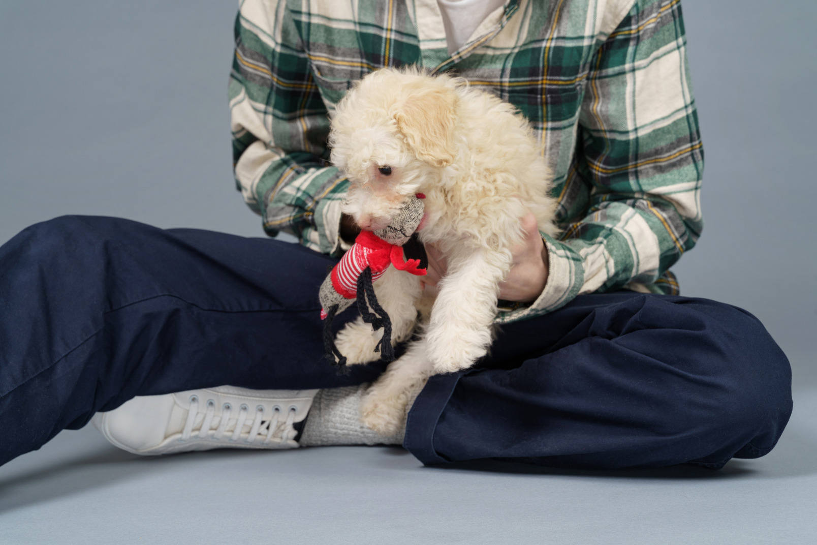 Close-up of a master in a checked shirt playing with white poodle