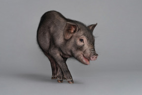 Миниатюрная свинья показывает себя