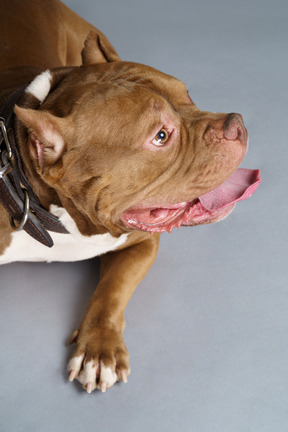 Close-up un bulldog couché avec un collier de chien ouverture des mâchoires et à côté