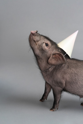 Mignon petit cochon avec un chapeau de fête sur la tête