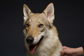 Close-up of a wolf-like dog looking aside