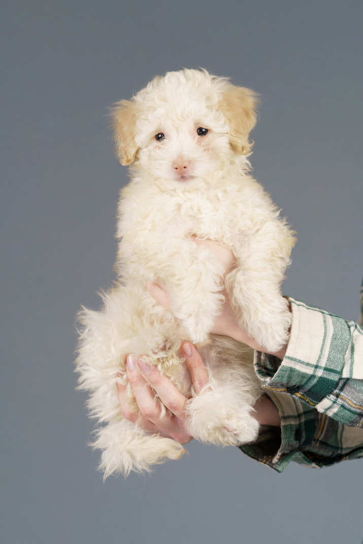 Front view of a white poodle in human hands isolated on grey