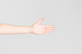 Seitenblick der weiblichen handpalme