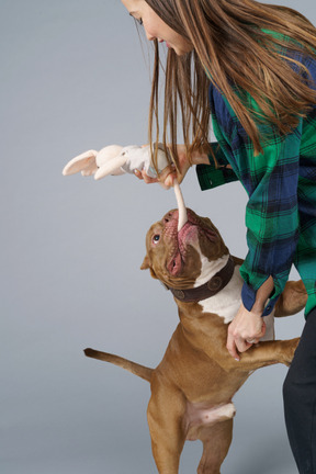 一个女主人和她的棕色斗牛犬咬玩具兔子的特写