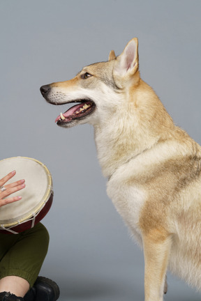 Close up of a dog and a person holding a drum