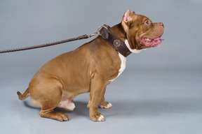 Front view of a brown bulldog sitting with a collar on a lead