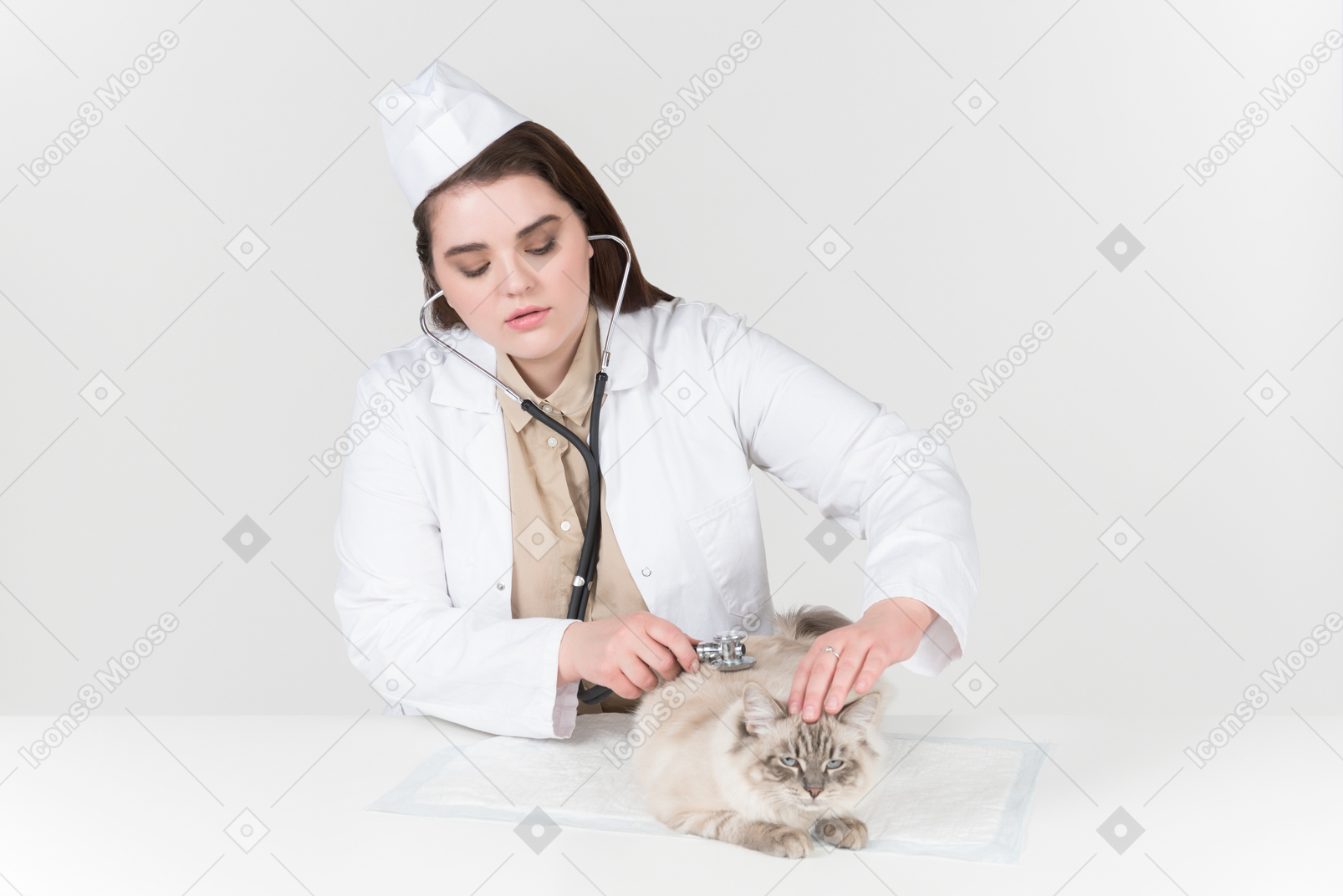 Jovem fêmea veterinário gato escuta com um estetoscópio