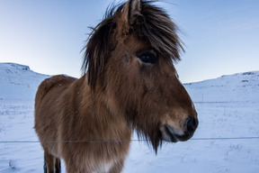 Animaux