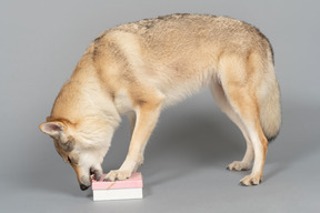 Curioso perro de raza pura abriendo una caja de regalo