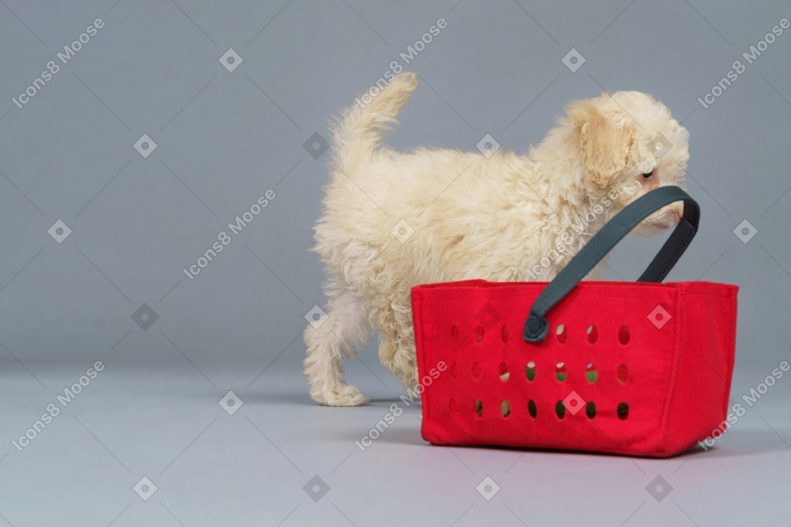 De corpo inteiro de um pequeno poodle e um carrinho de compras vermelho