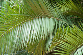 Big leaf of green plant