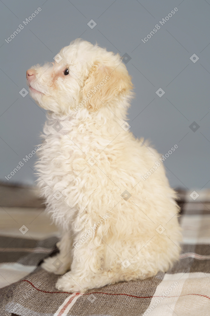 Side view of a white poodle sitting on a checked blanket and looking up