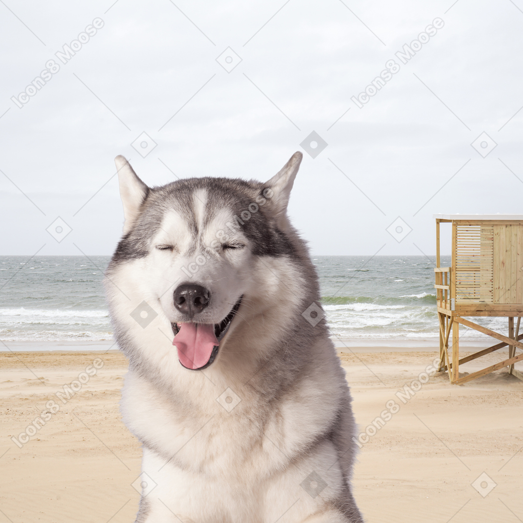 Husky sentado na praia