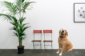 Labrador dog sitting next to chairs and potted plant in waiting room