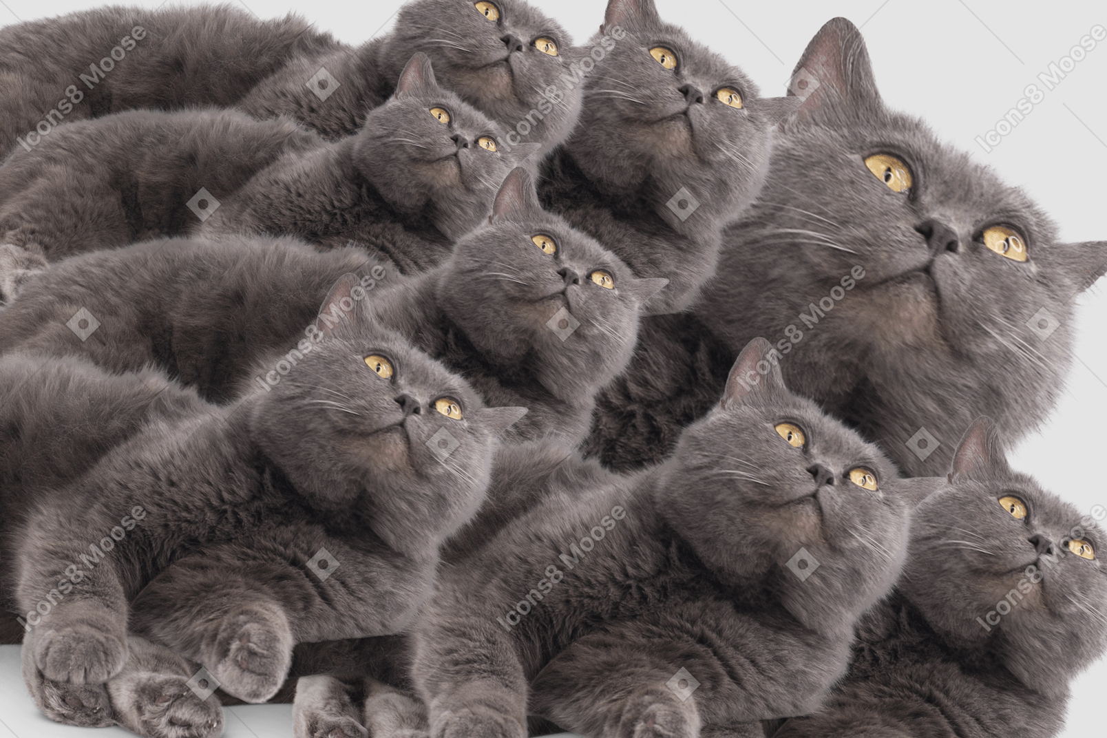 A group of grey cats