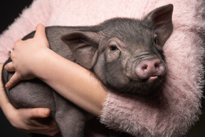 Young woman holding a miniature pig