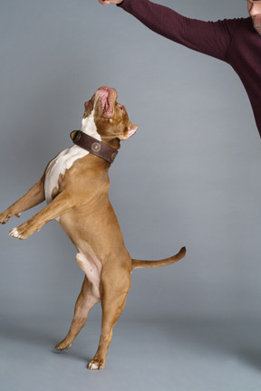 Three-quarter view of a brown bulldog with a dog collar playing with master and jumping