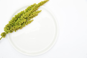 Зеленое растение на белой тарелке