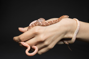 Two little corn snakes on human's hand