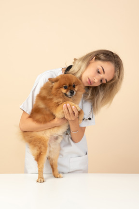 Veterenarian atraente examinando um spitz