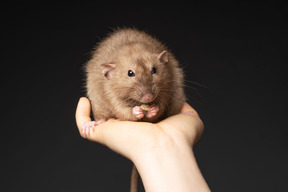 Lindo ratón gris comiendo en manos humanas