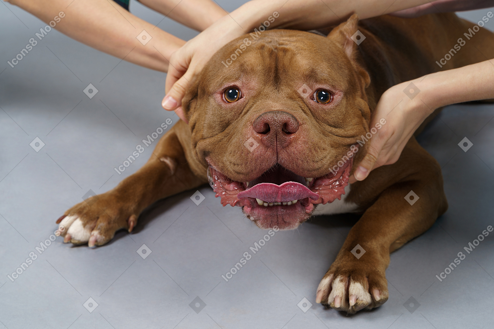 Front view of a brown bulldog cuddling