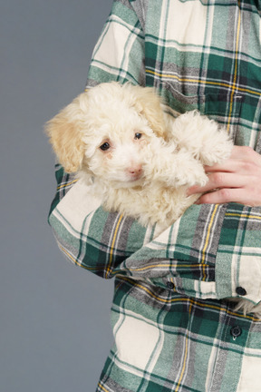 Close-up of a tiny poodle lying in human hands